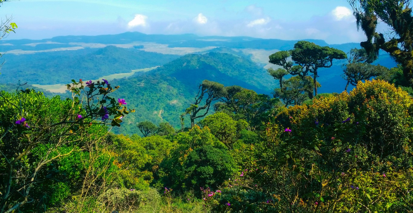 Nuwaraeliya Tea Plantations