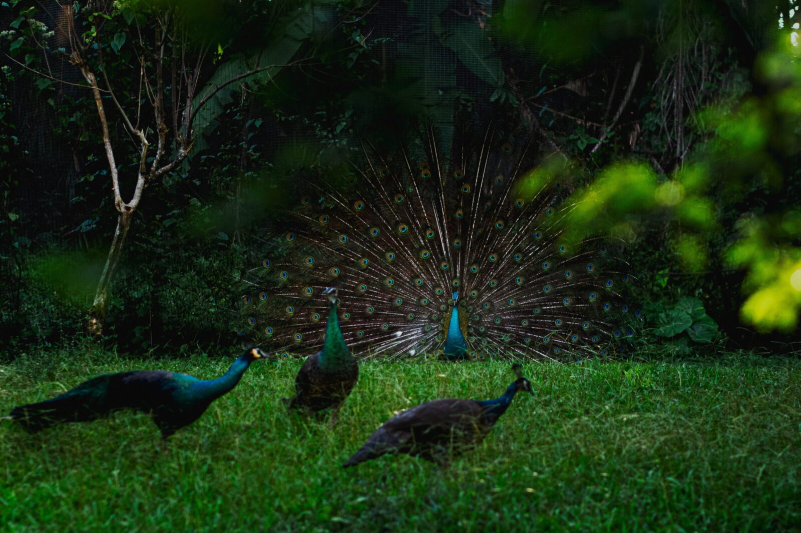 Sri Lankan Birding Odyssey (09N/10D)