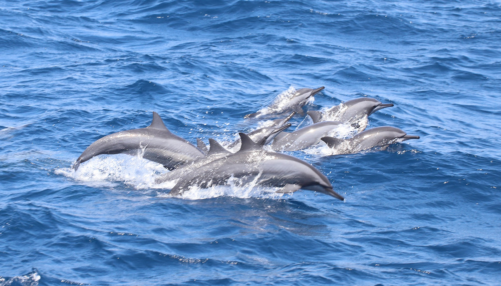 Whale & Dolphin Watching