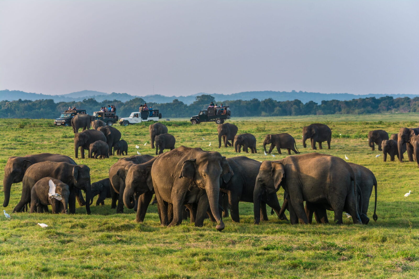 Wildlife Safaris